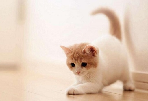 可爱实用的喵咪头像，喵星人图片