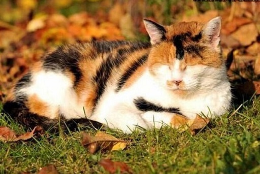 可爱实用的喵咪头像，喵星人图片