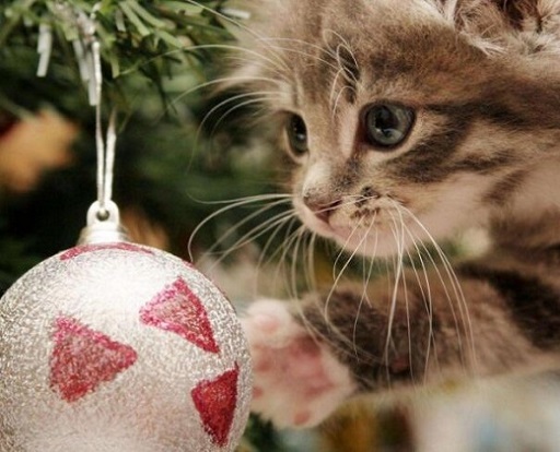 可爱实用的喵咪头像，喵星人图片