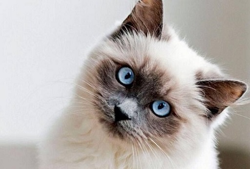 可爱实用的喵咪头像，喵星人图片