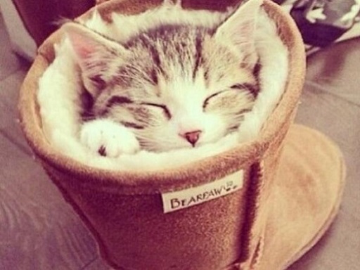 可爱实用的喵咪头像，喵星人图片