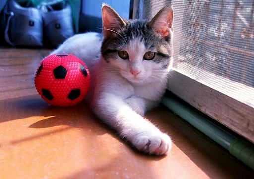 可爱实用的喵咪头像，喵星人图片