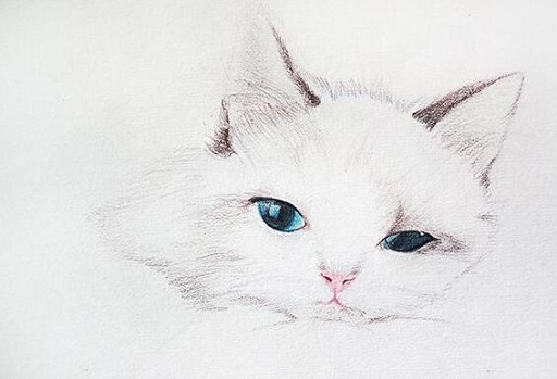 可爱实用的喵咪头像，喵星人图片