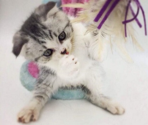 可爱实用的喵咪头像，喵星人图片