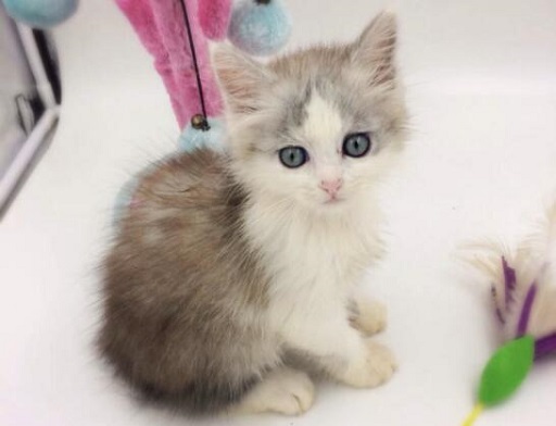 可爱实用的喵咪头像，喵星人图片