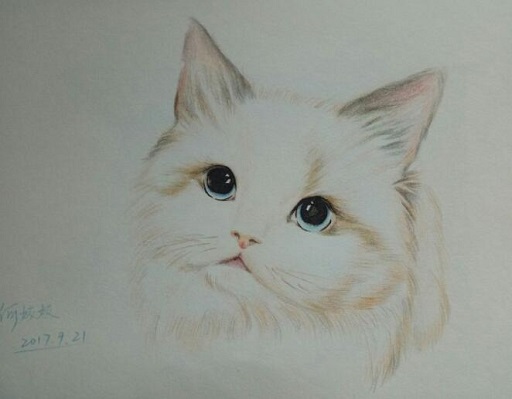 可爱实用的喵咪头像，喵星人图片