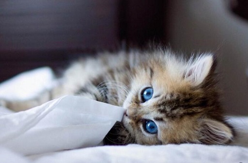 可爱实用的喵咪头像，喵星人图片