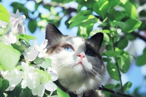 可爱实用的喵咪头像，喵星人图片