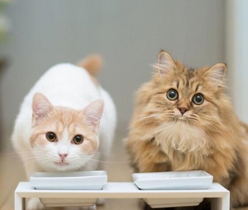 可爱实用的喵咪头像，喵星人图片