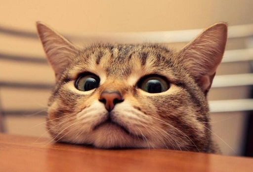 可爱实用的喵咪头像，喵星人图片