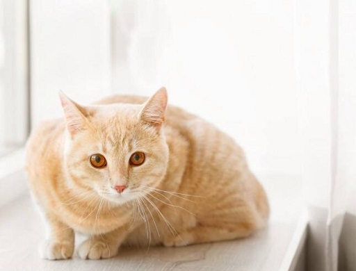 可爱实用的喵咪头像，喵星人图片