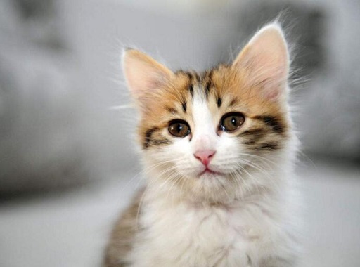 可爱实用的喵咪头像，喵星人图片