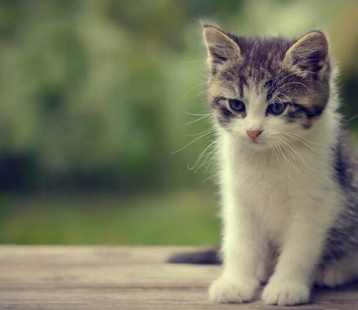 可爱实用的喵咪头像，喵星人图片