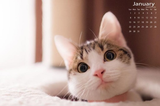 可爱实用的喵咪头像，喵星人图片