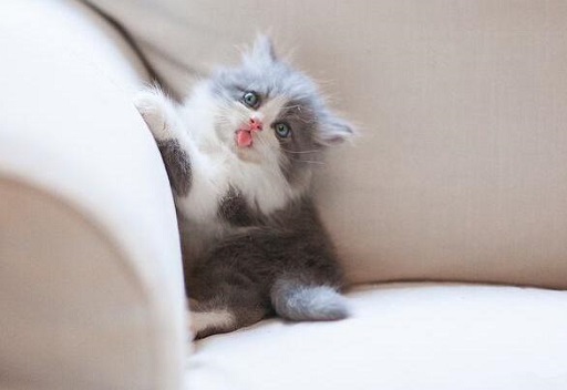 可爱实用的喵咪头像，喵星人图片