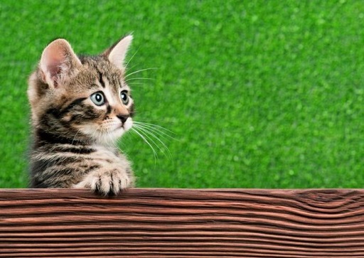 可爱实用的喵咪头像，喵星人图片