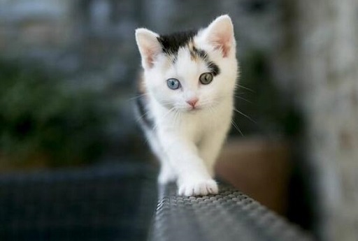 可爱实用的喵咪头像，喵星人图片