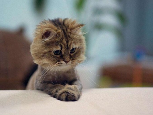 可爱实用的喵咪头像，喵星人图片