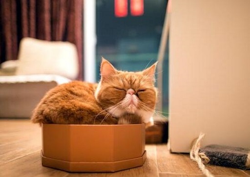 可爱实用的喵咪头像，喵星人图片