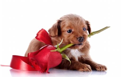 可爱实用的狗狗头像，汪星人图片(6图)