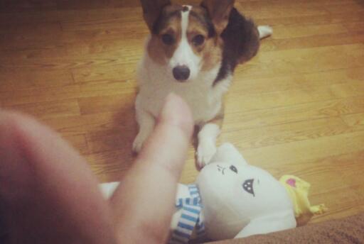 可爱实用的狗狗头像，汪星人图片(6图)