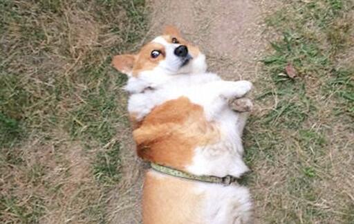 可爱实用的狗狗头像，汪星人图片(6图)