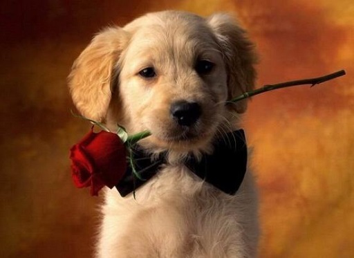 可爱实用的狗狗头像，汪星人图片(6图)