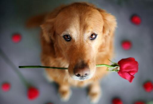 可爱实用的狗狗头像，汪星人图片(6图)