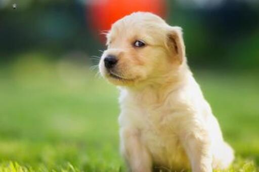 可爱实用的狗狗头像，汪星人图片(6图)